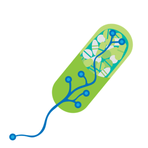 EXTEDOpulse_pill_500x500